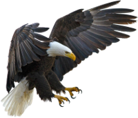 Kanu_Fahren_Event_Adler_Flugvorfuehrung_Burg_Guttenberg